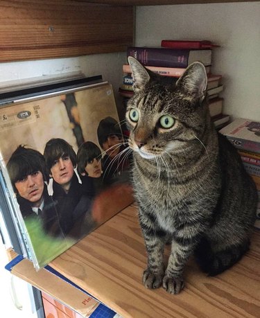 153 Beatles-Inspired Cat Names