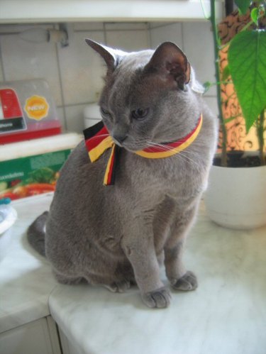 Cat wearing German flag colors around its neck