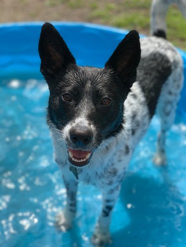 A dog is standing in a kiddie pool.