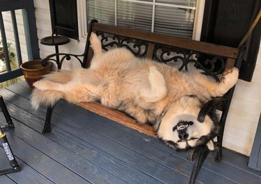 Dog lying on a porch on its back.
