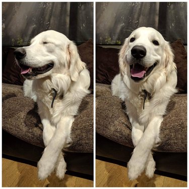 Two photos of a dog crossing their front paws; one with their eyes closed, and the other with their eyes open.
