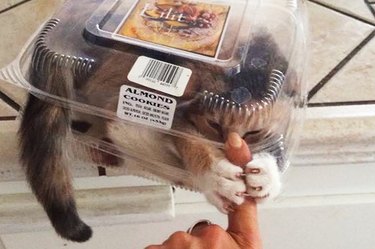 cat sitting in cookie container