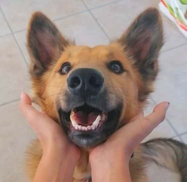 A happy dog is resting their head in the hands of their human.