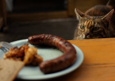 Cat looking at sausage