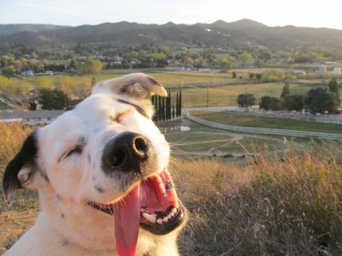 A happy dog is smiling with their tongue out while enjoying the sunshine in the countryside.