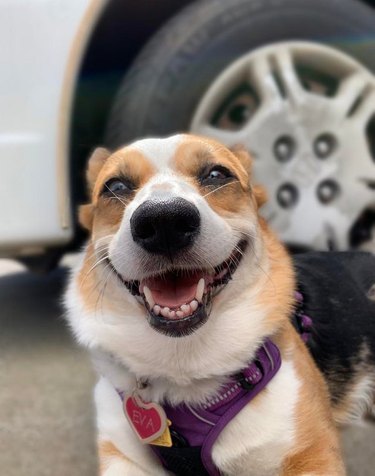 A happy corgi is smiling for the camera.