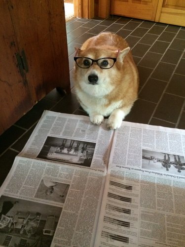 Dog wearing glasses and reading newspaper.