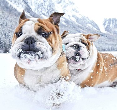 18 chubby bulldog puppies