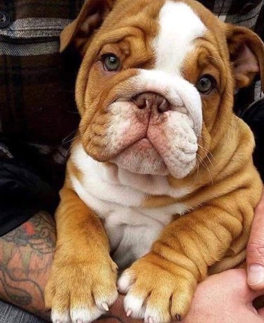 18 chubby bulldog puppies