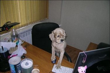 Dog wearing glasses.