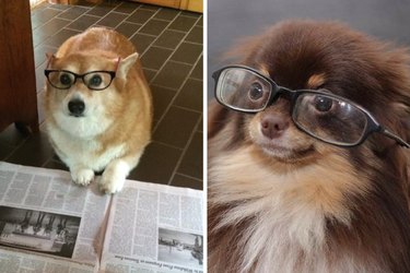 dogs looking smart wearing glasses