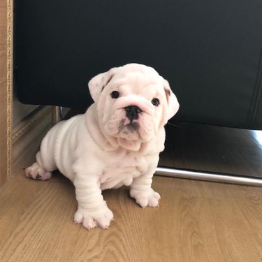 18 chubby bulldog puppies