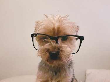 Dog wearing glasses.