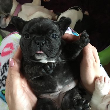 18 chubby bulldog puppies