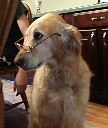 Dog wearing glasses.