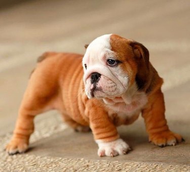 18 chubby bulldog puppies