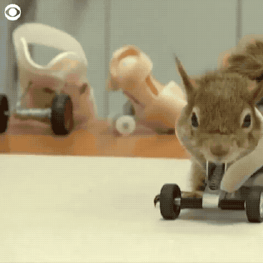 Armless squirrel outfitted with prosthetic wheels