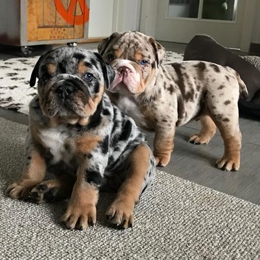 18 chubby bulldog puppies