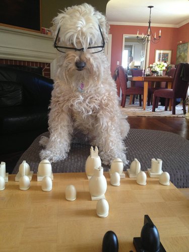 Dog wearing glasses and playing chess.