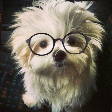 Dog wearing glasses.