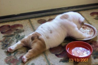 Chubby puppy eating