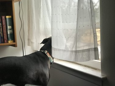 curtain blocks dogs view of window