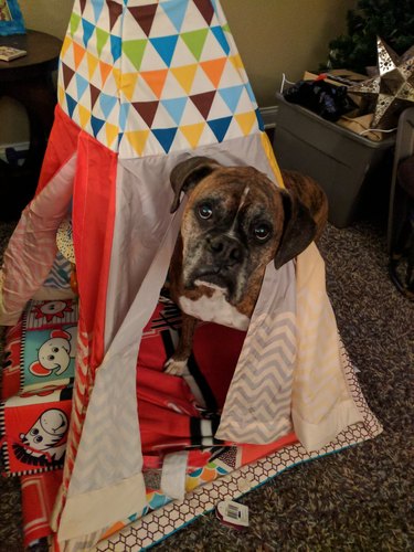 dog flips laundry basket over