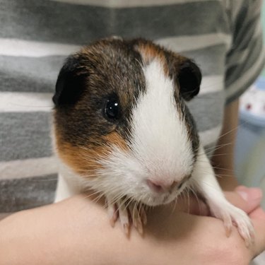 180 names for guinea pigs