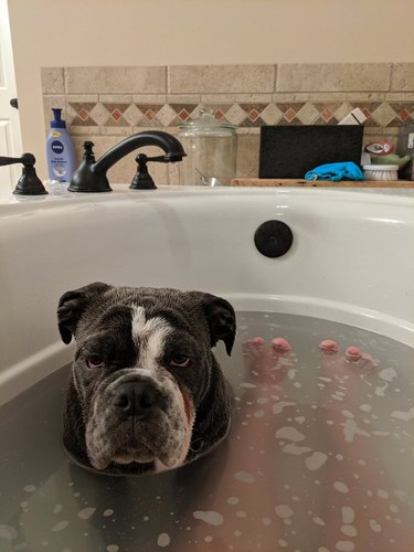 dog joins human in bath tub