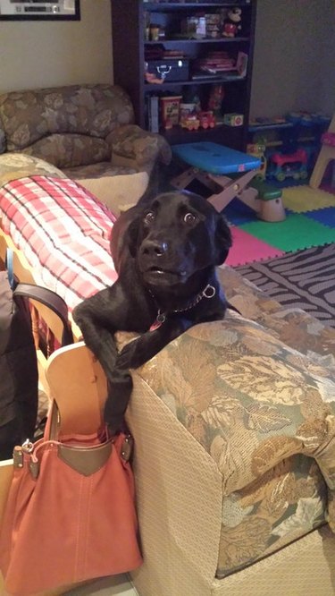 Just 18 Dogs Who Were Definitely Not Doing Anything Wrong, Okay