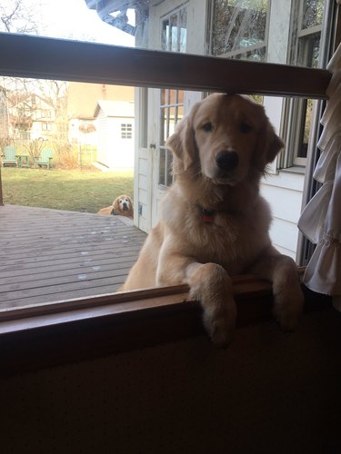 dog propped up on open window sill