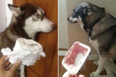 dogs caught in the act of misbehaving