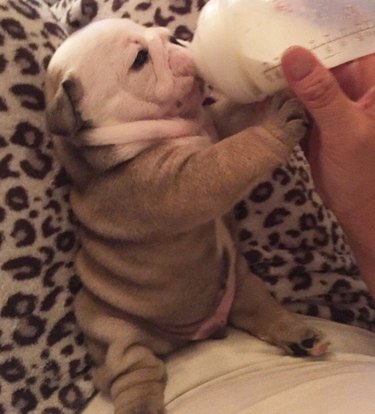 18 chubby bulldog puppies