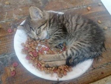 Kitten asleep in food