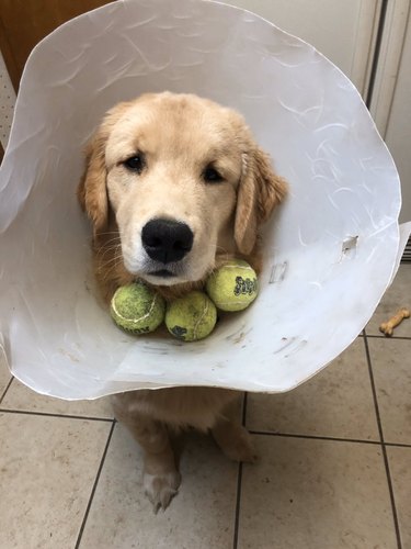 dog with tennis balls in cone of shame