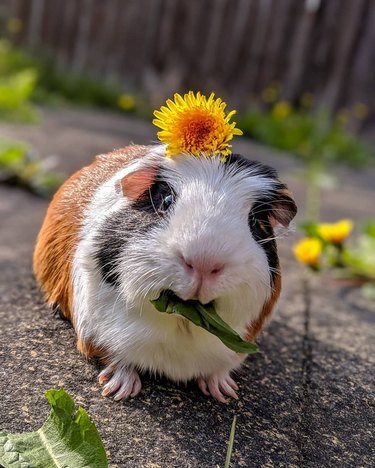 180 names for guinea pigs