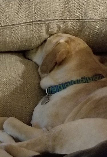 dog sleeps with head between couch cushions