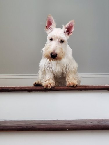 dog scared of descending stairs