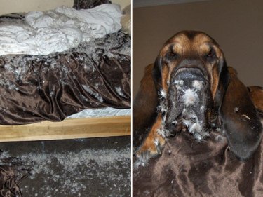 Just 18 Dogs Who Were Definitely Not Doing Anything Wrong, Okay