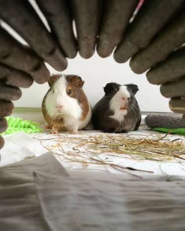 180 names for guinea pigs