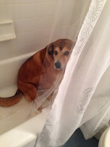 Just 18 Dogs Who Were Definitely Not Doing Anything Wrong, Okay