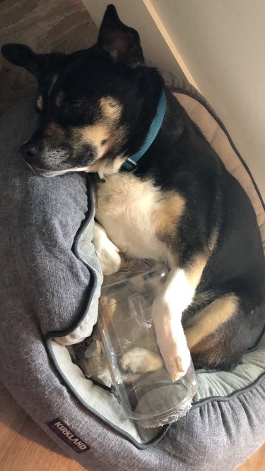 dog cuddles with plastic jug