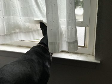 dog pokes head through curtain