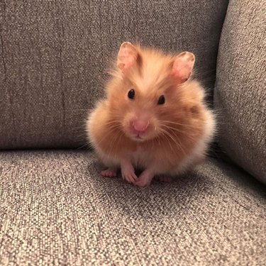 150 names for hamsters