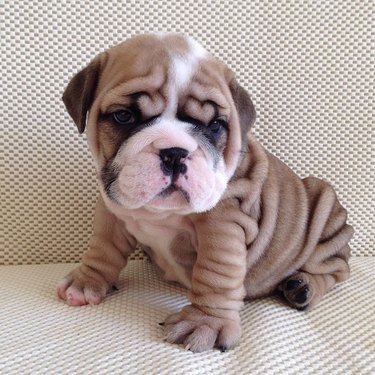 18 chubby bulldog puppies