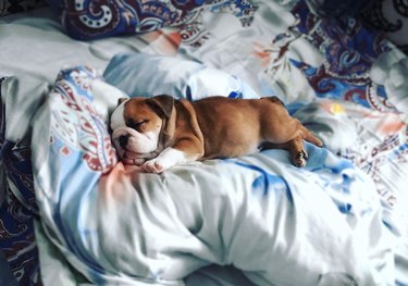 18 chubby bulldog puppies