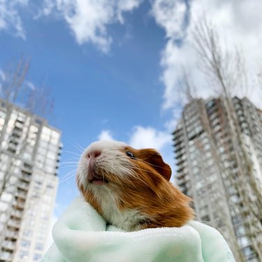 180 names for guinea pigs