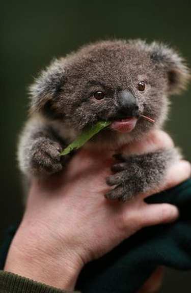 Baby koala munches on grass