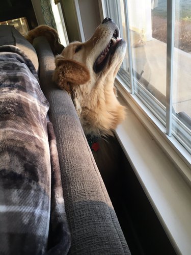dog wedges self between couch and window