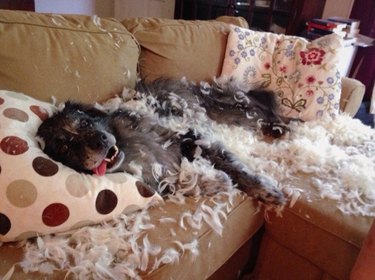 Just 18 Dogs Who Were Definitely Not Doing Anything Wrong, Okay